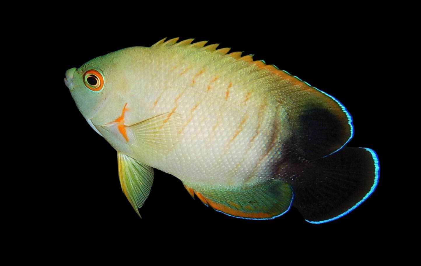 Angel: Eibli; B Grade