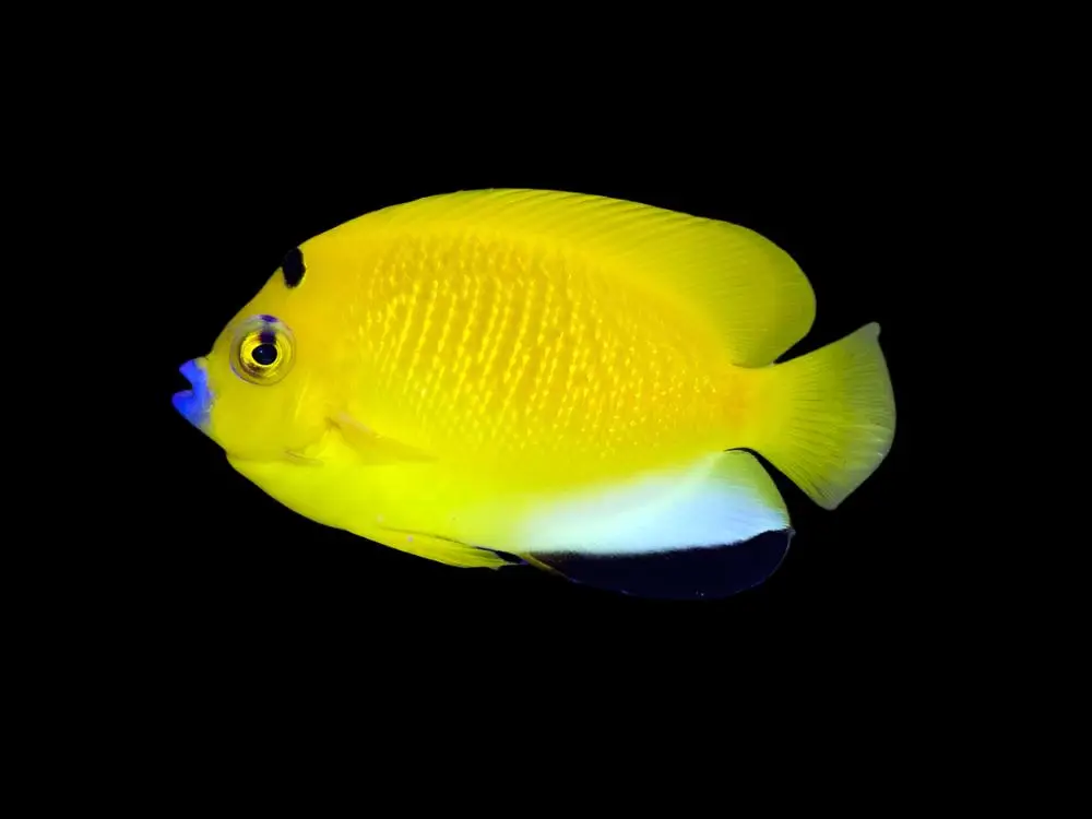 Flagfin Angel Apolemichthys trimaculatus saltwater aquarium fish yellow and blue coloration