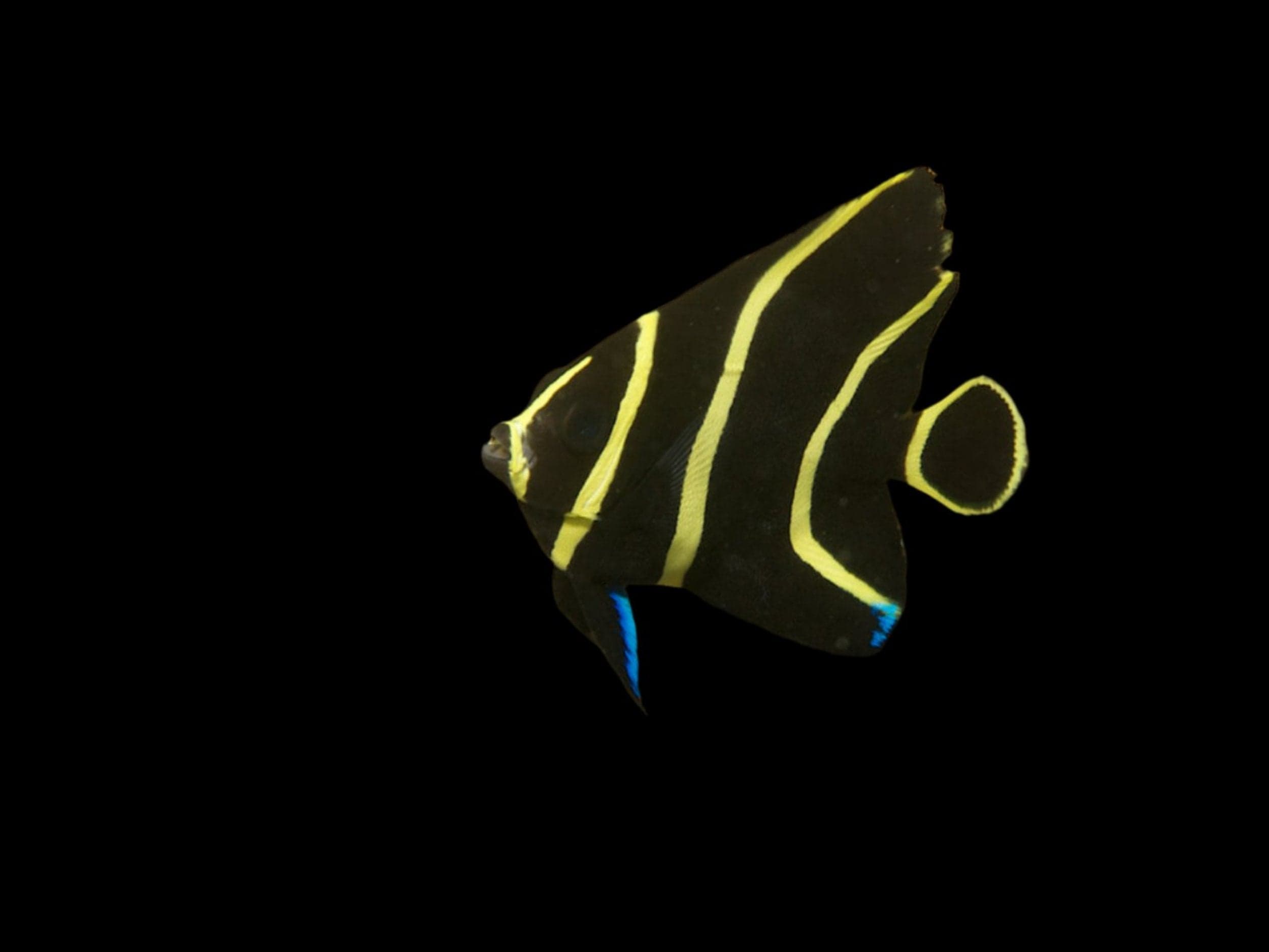 Angel: French; Juv; Atl.