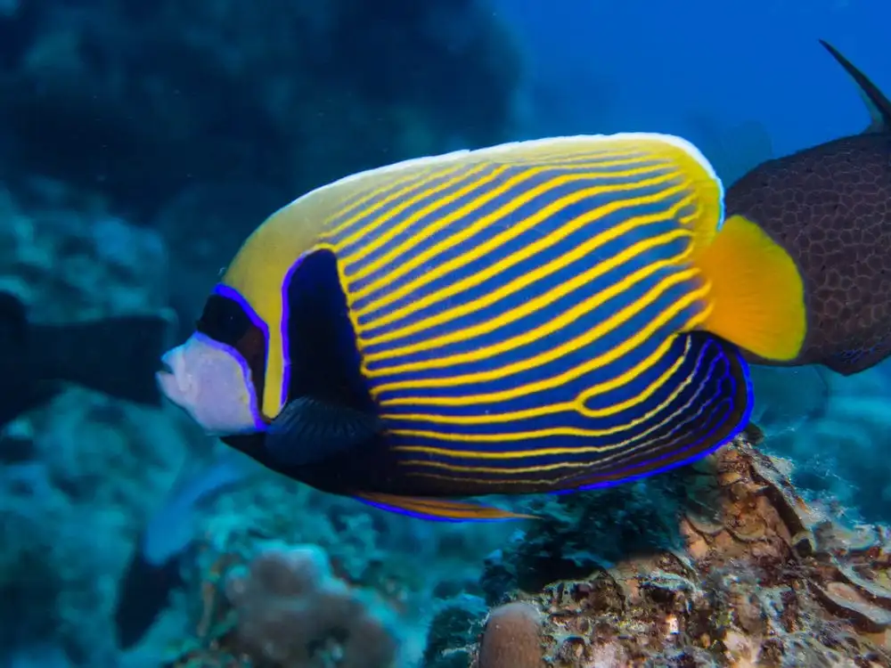 Angel: Imperator; Or. Tail;Mald