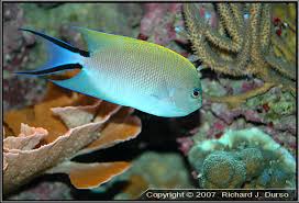 Angel: Japanese Swallow; Female