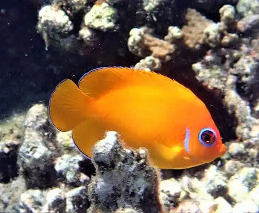 Angel: Lemonpeel; Orange; Mar.