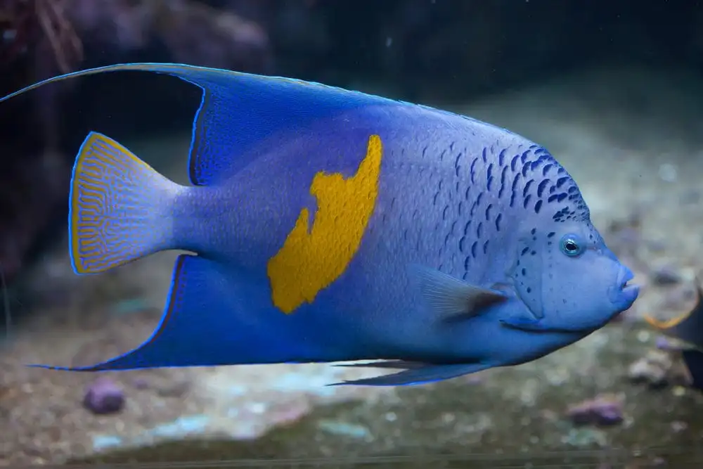 Maculosus Angelfish swimming in saltwater aquarium with yellow dotted fins and adult coloration