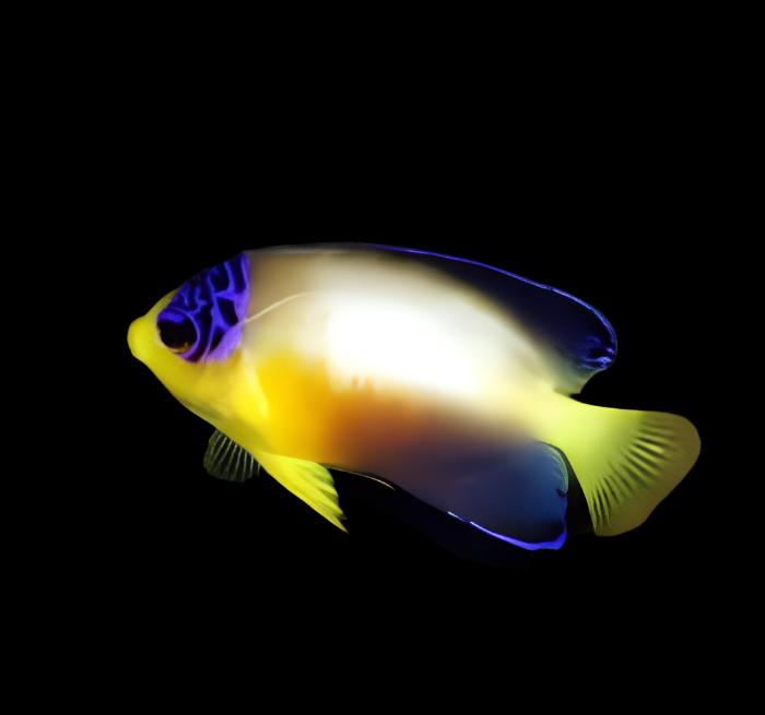 macro photo of multicolor dwarf angelfish displaying pastel tones and blue face spots