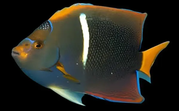 Passer Angelfish with yellow fins and white stripe swimming in saltwater aquarium