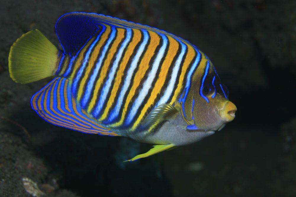 Regal Angel Fish with vivid striped pattern swimming in reef aquarium rockwork