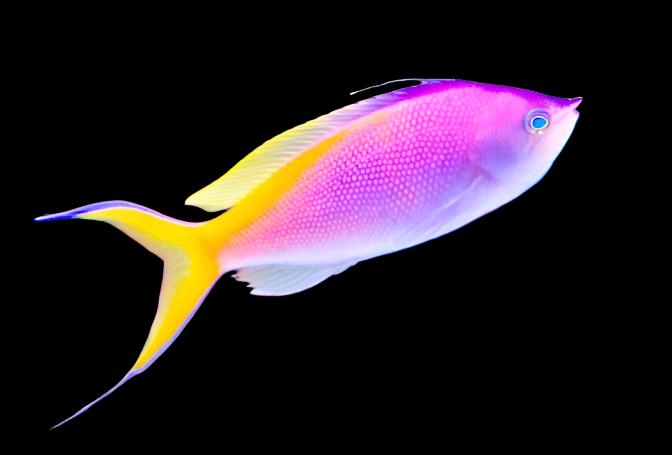 Anthias: Bartletts; Male; Mar