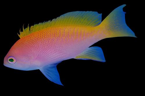 Anthias: Bimaculatus; Female