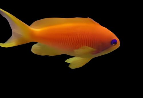 Anthias: Or. (Blue Eye) Anth; Fem; Afr