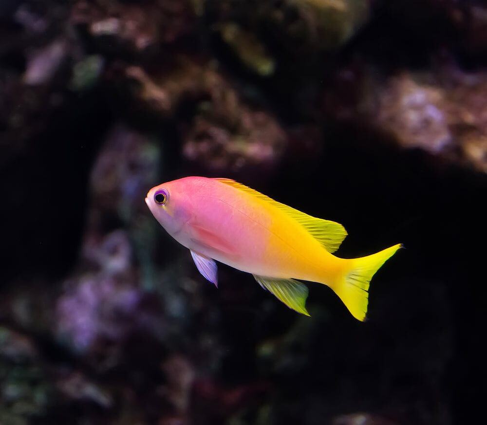 Anthias: Pictilis; Female
