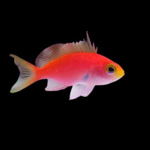 Anthias: Randalls; Female