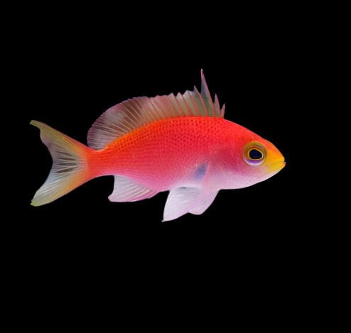 Anthias: Randalls; Female