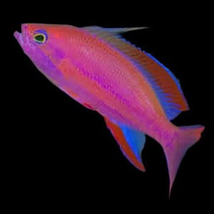 Anthias: Randalls; Male
