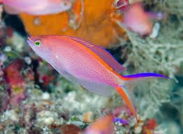 Anthias: Smithvanizi (Princess)