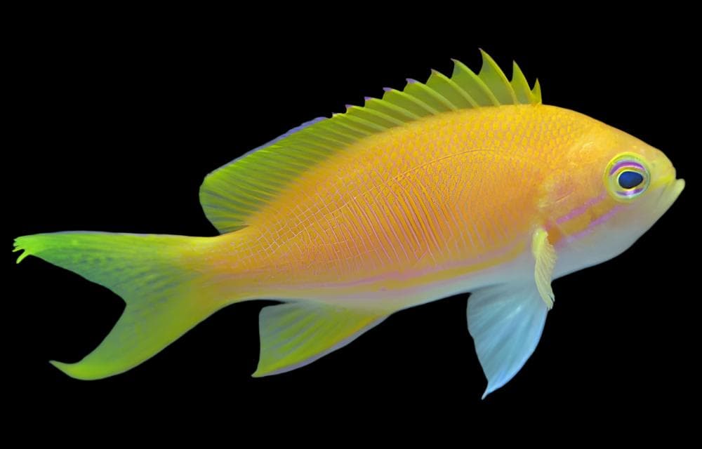 Anthias: Square (Yellow); Fem.