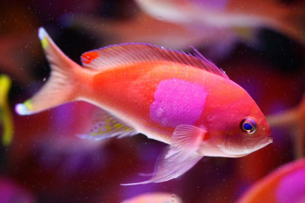 Anthias: Square (Pink); Male