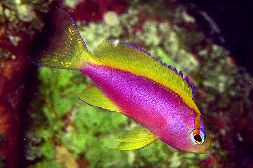 Anthias: Ventralis; Fem; Mar