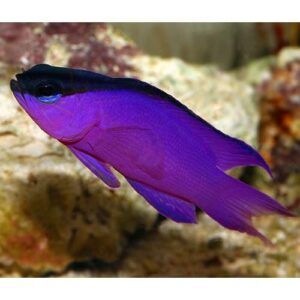 Basslet: Black Cap; Atl.