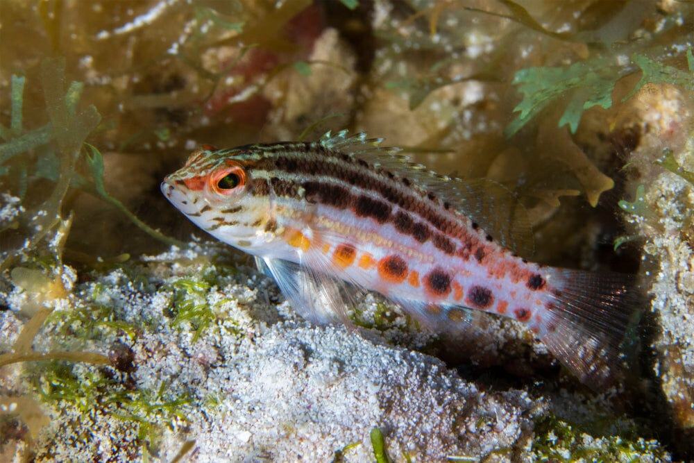 Basslet: Lantern; Atl.