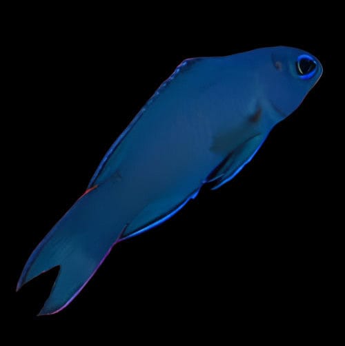 Basslet: Macneills; Aus.