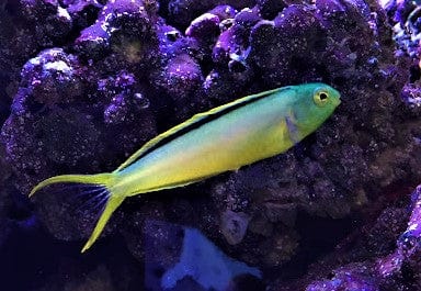 Blenny: Canary; Gr./Yel.; Fiji