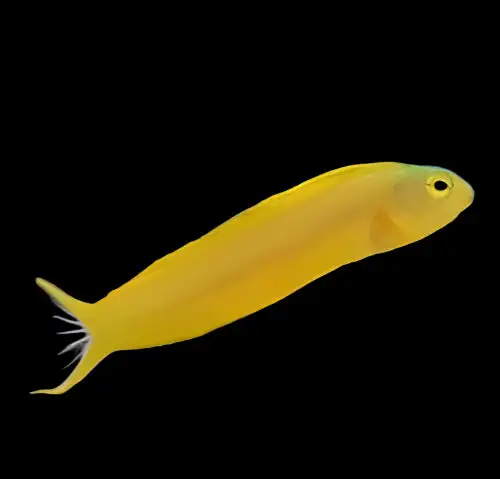 Blenny: Canary; Yellow; Fiji