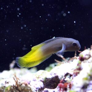 Blenny: Flametail