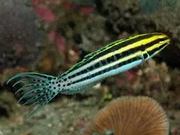Blenny: Striped Cateye (Zebra)