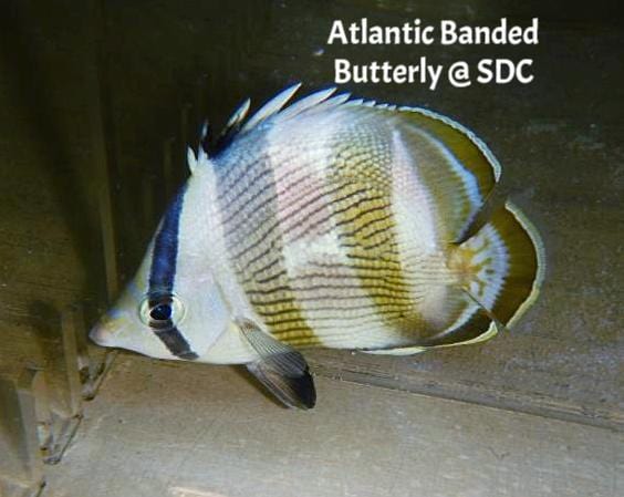 Butterfly: Banded; Atl.