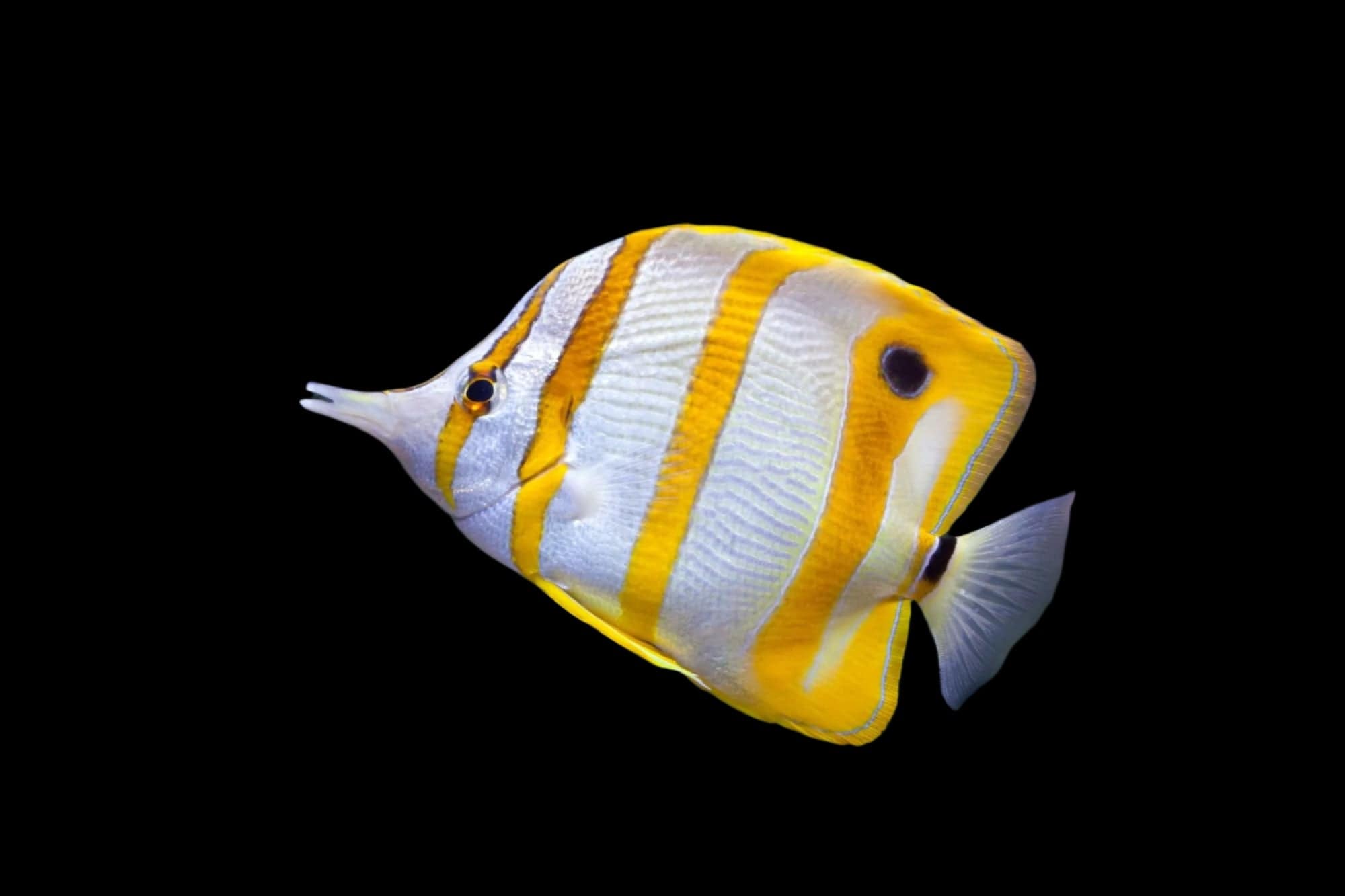 Butterfly: Copperband