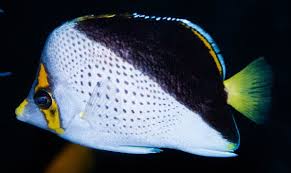 Butterfly: Tinkeri; Marshall Is