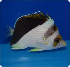 Butterfly: Tinkeri/Burgess Hybrid;Mar