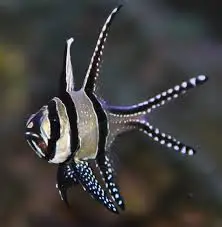 Cardinal: Banner (Banggai)