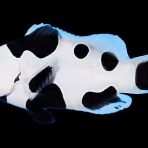 Clown: Black Storm Ocell; C.B.