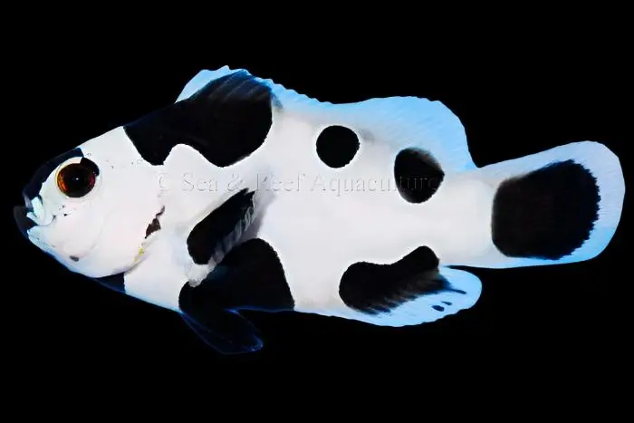 Clown: Black Storm Ocell; C.B.