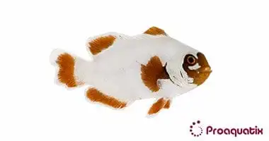 Clown: Maroon; Gold Nugget; C.B