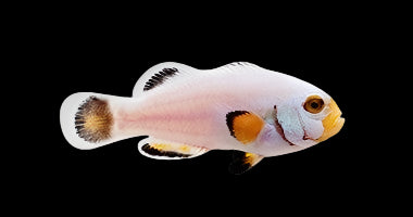 Clown: Picasso; Platinum; C.B.