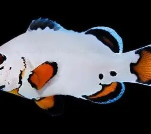 Snowflake Clownfish captive-bred Ocellaris variant with bright orange body and irregular white stripes
