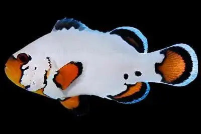 Snowflake Clownfish captive-bred Ocellaris variant with bright orange body and irregular white stripes