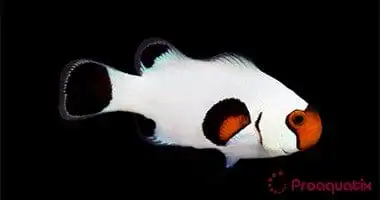 Clown: Snowflake; Wyoming White; C.B.