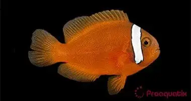 Clown: Tomato; C.B..