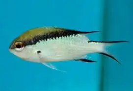 Barrier Reef Chromis Chromis nitida in saltwater aquarium with coral and live rock