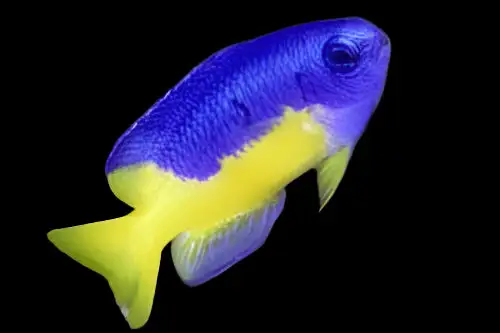 Damsel: Electric Blue