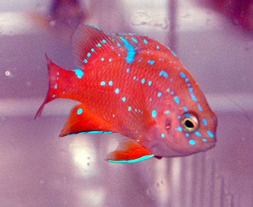 Damsel: Garibaldi; Juv.