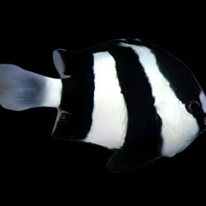 Damsel: Striped 3-Stripes