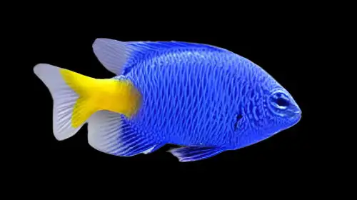 Damsel: Yellowtail Blue