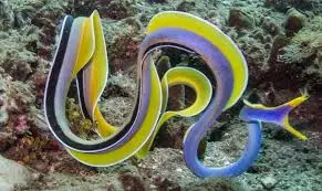 Eel: Ribbon; Blue