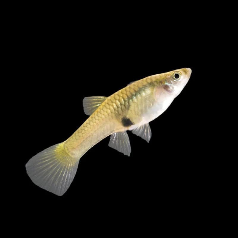 34:Endler: Female