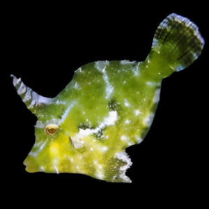 File: Aiptasia Eating