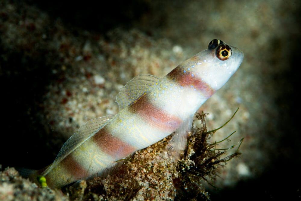 Goby: Banded Prawn